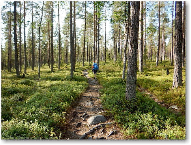 wanderweg im muddus nationalpark