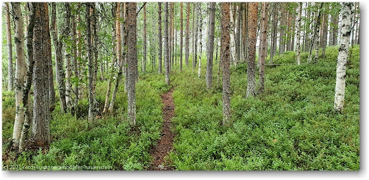 pfad im wald suedoestlich von jokkmokk