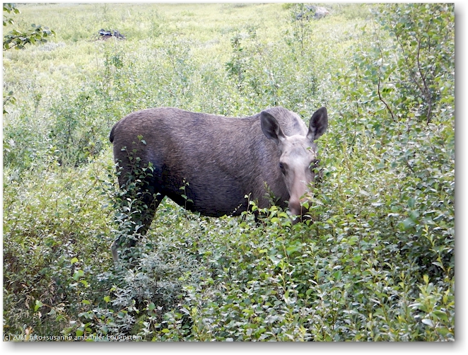elchkuh neben unserer huette in baeverholmen
