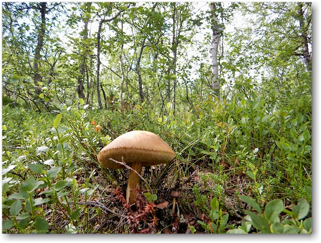 pilz