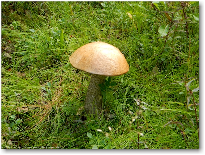 pilz am wanderweg bei vuornavagge