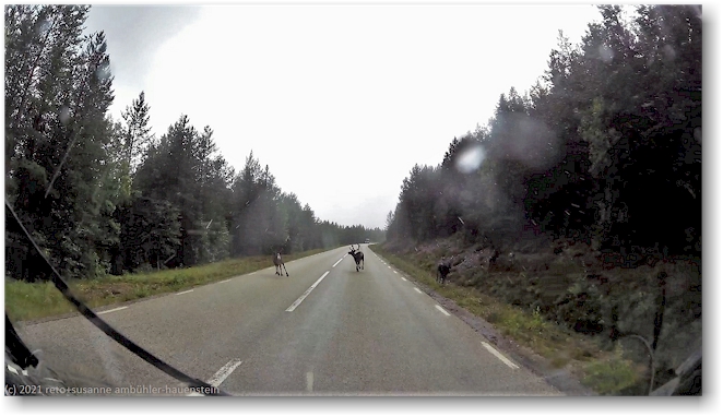 rentiere auf der strasse 535