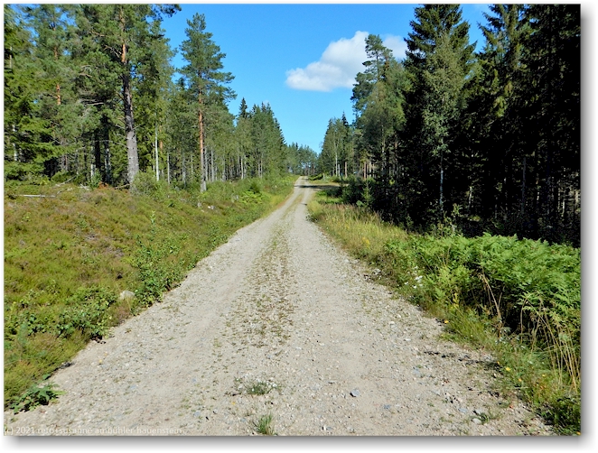 forststrasse auf der halbinsel hornslandet