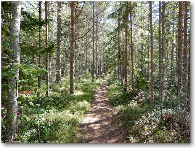 wanderweg im hoelick naturreservat