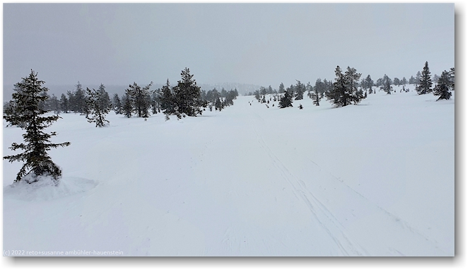 langlaufloipe knapp an der waldgrenze im pallas-yllaestunturi nationalpark