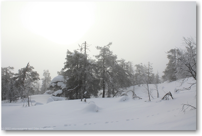 winterlandschaft am kuertunturi bei aekaeslompolo