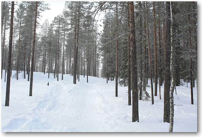 winterwanderweg am fuss des kuertunturi bei aekaeslompolo