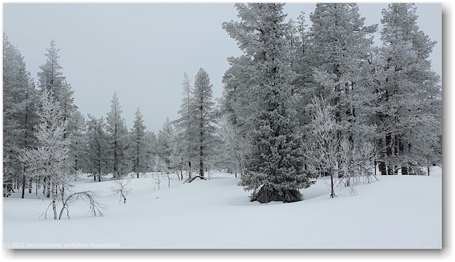 winterwald bei aekaeslompolo