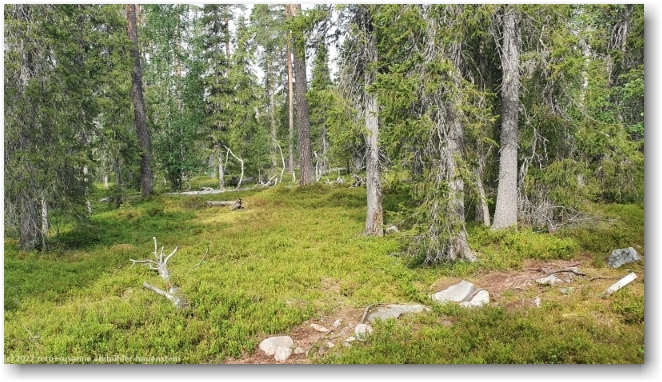 wanderweg durch den urwald zwischen valaistu kuntorata und pyhaenlatva