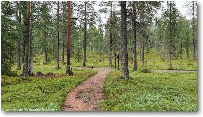 wanderweg zwischen dem parkplatz rykimaekero und dem cafe lampivaara
