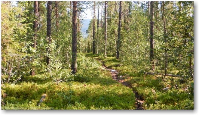 aufstieg auf dem kungsleden von mallenjarka richtung rauka