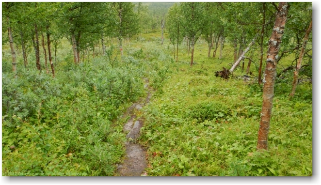 wanderweg durch lichten birkenwald