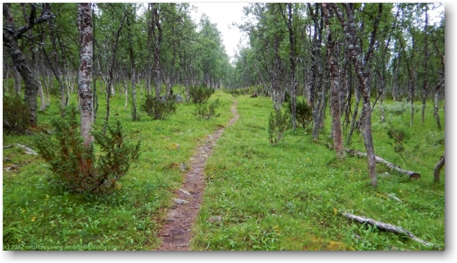 kungsleden durch birkenwald
