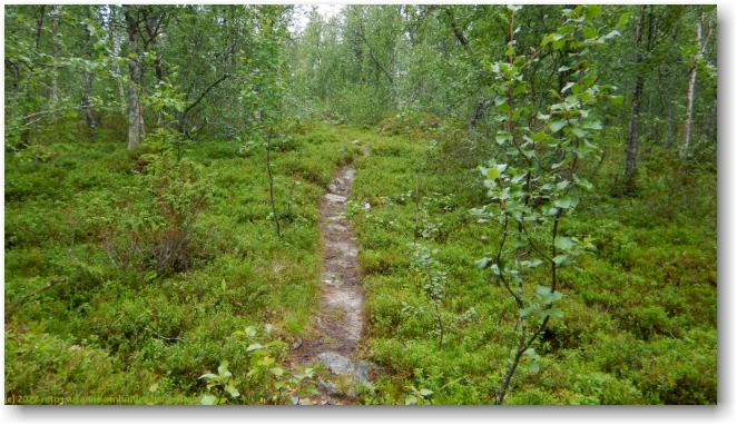 kungsleden durch mischwald auf etwa 600 m.ue.m