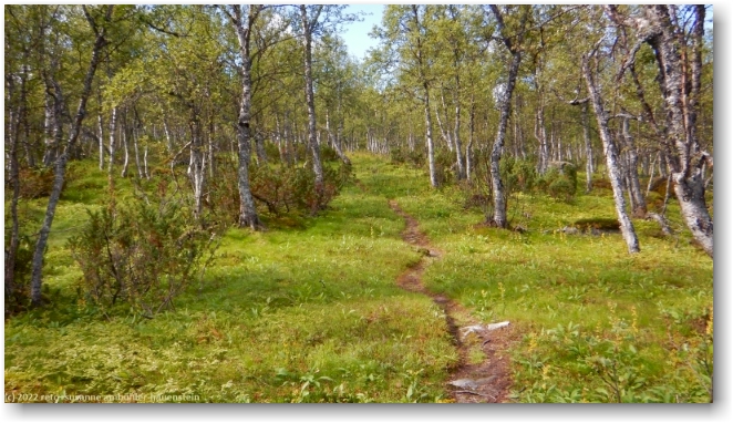 aufstieg durch den wald richtung tjidtjakvalle
