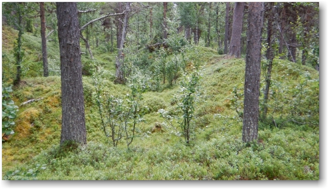 kungsleden durch wunderschoenen wald