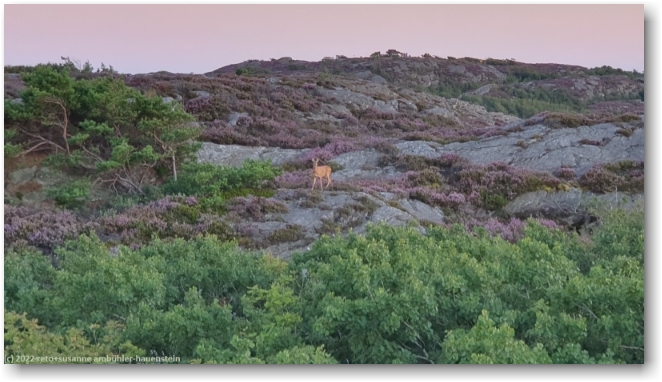 reh auf der felskueste bei marstrand