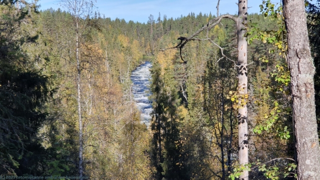kitkajoki im oulanka nationalpark