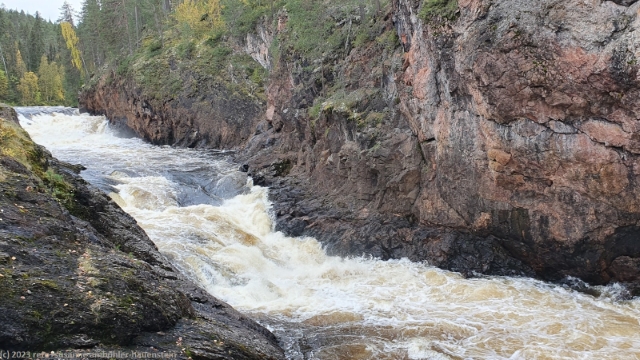 kuitakoengaes im oulanka nationalpark