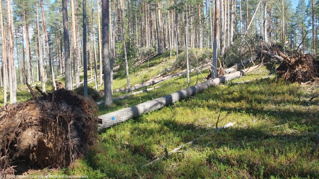 sturmschaeden entlang des laukkujaerven lenkki im hossa nationalpark