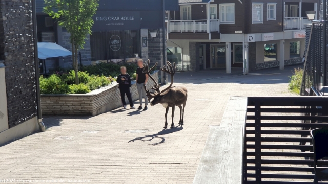 rentier auf der gasse im zentrum von levi