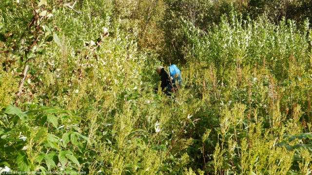 susanne unterwegs auf dem padjelantaleden zwischen mannshohem gebuesch