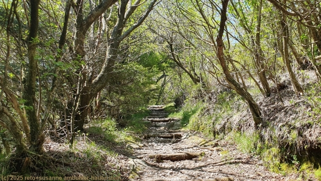 mount myoken trail durch schattenspendenden wald
