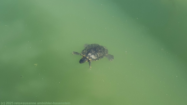 wasserschildkroete im kleinen see im ohori park in fukuoka