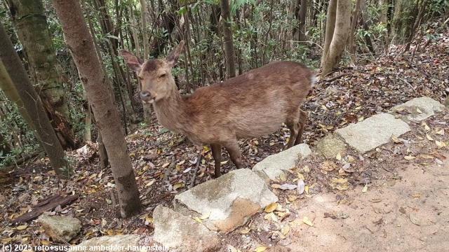 reh neben dem misen climbing path - daishoin course auf der insel miyajima