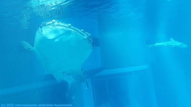 walhai im kaiyukan aquarium in osaka