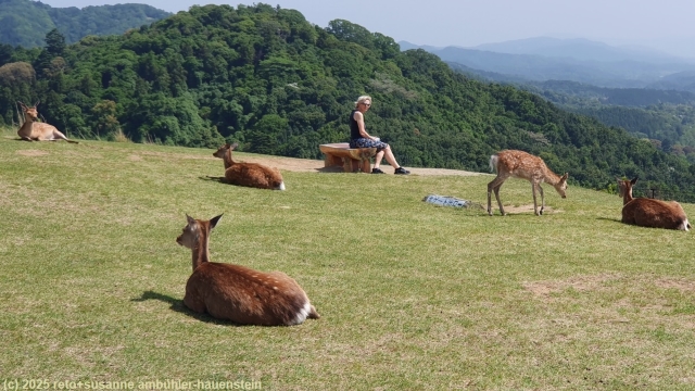 susanne umgeben von rehen auf dem huegel im nara park
