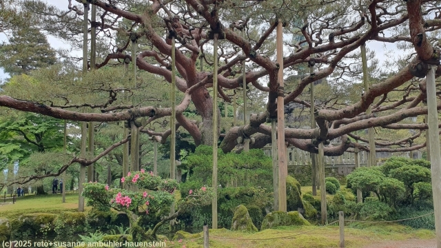 gestuetzter baum im kenrokuen garten in kanazawa
