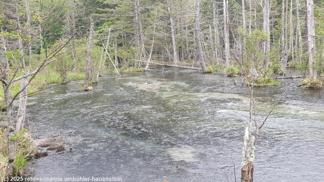 takezawa sumpf entlang des azusa river trail bei kamikochi