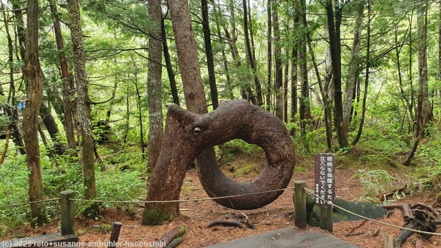 besonderer baum in der naehe des ushidome pond in norikura
