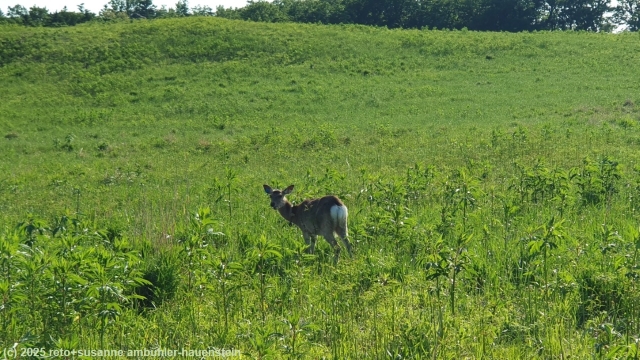 reh neben dem furepe-no-taki trail im shiretoko nationalpark