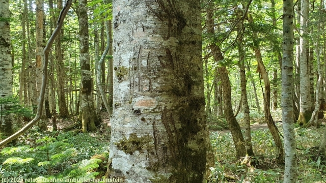 kratzspuren von baeren entlang des goko lakes trail im shiretoko nationalpark