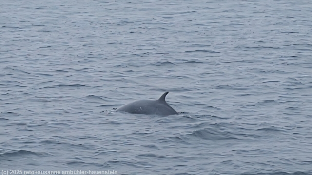 zwergwal in der nemuro strasse