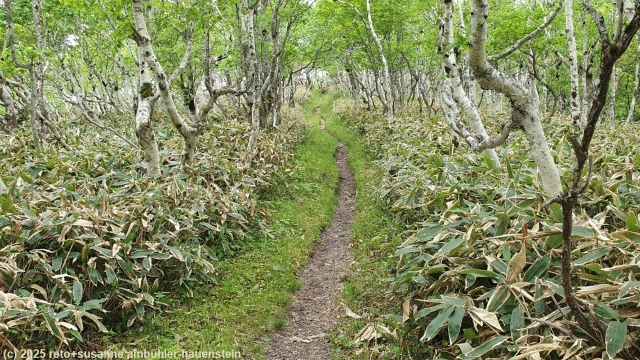 mount mashu trail durch niederen wald im akan-mashu nationalpark