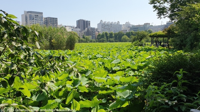 vollstaendig mit lotuspflanzen bedeckter shinobazu pond neben dem ueno park in tokyo