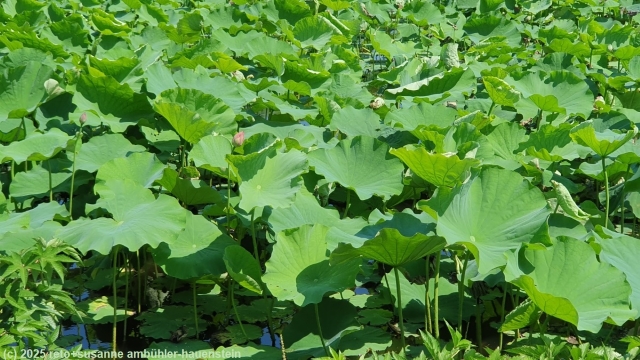 lotuspflanzen bedecken den shinobazu pond neben dem ueno park in tokyo