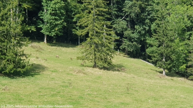 gaemsen in der naehe von schmidematt