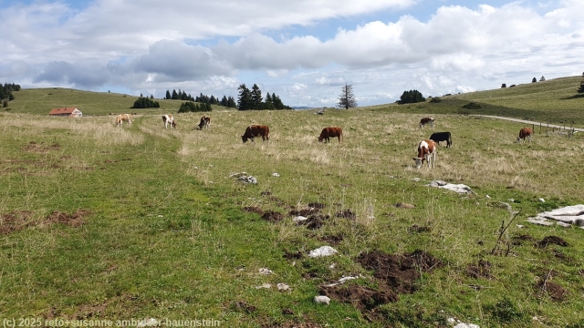 kuehe auf der weide im verlauf des aufstiegs zum mont racine