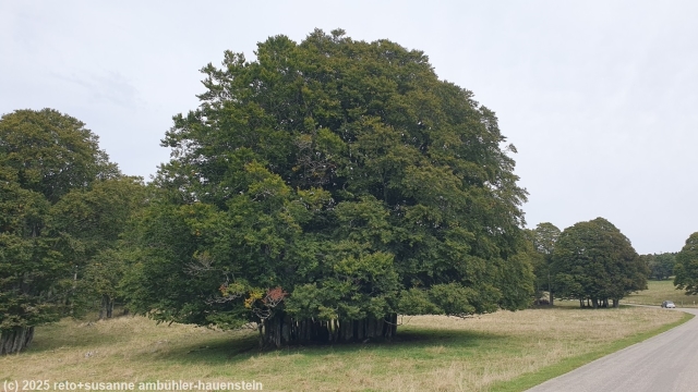 "mikrowald" bei la porrette