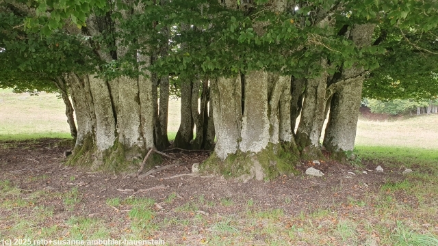 staemme des "mikrowald" bei la porrette