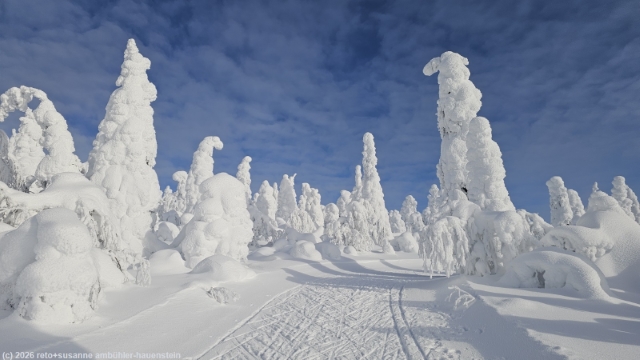 loipe ruuhitunturin latu durch fantastische winterlandschaft bei sallatunturi