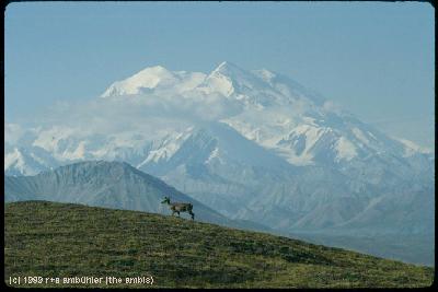 [ mount mc kinley ]