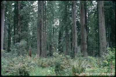 [ redwood forest, ein wald voller riesenbäme ]